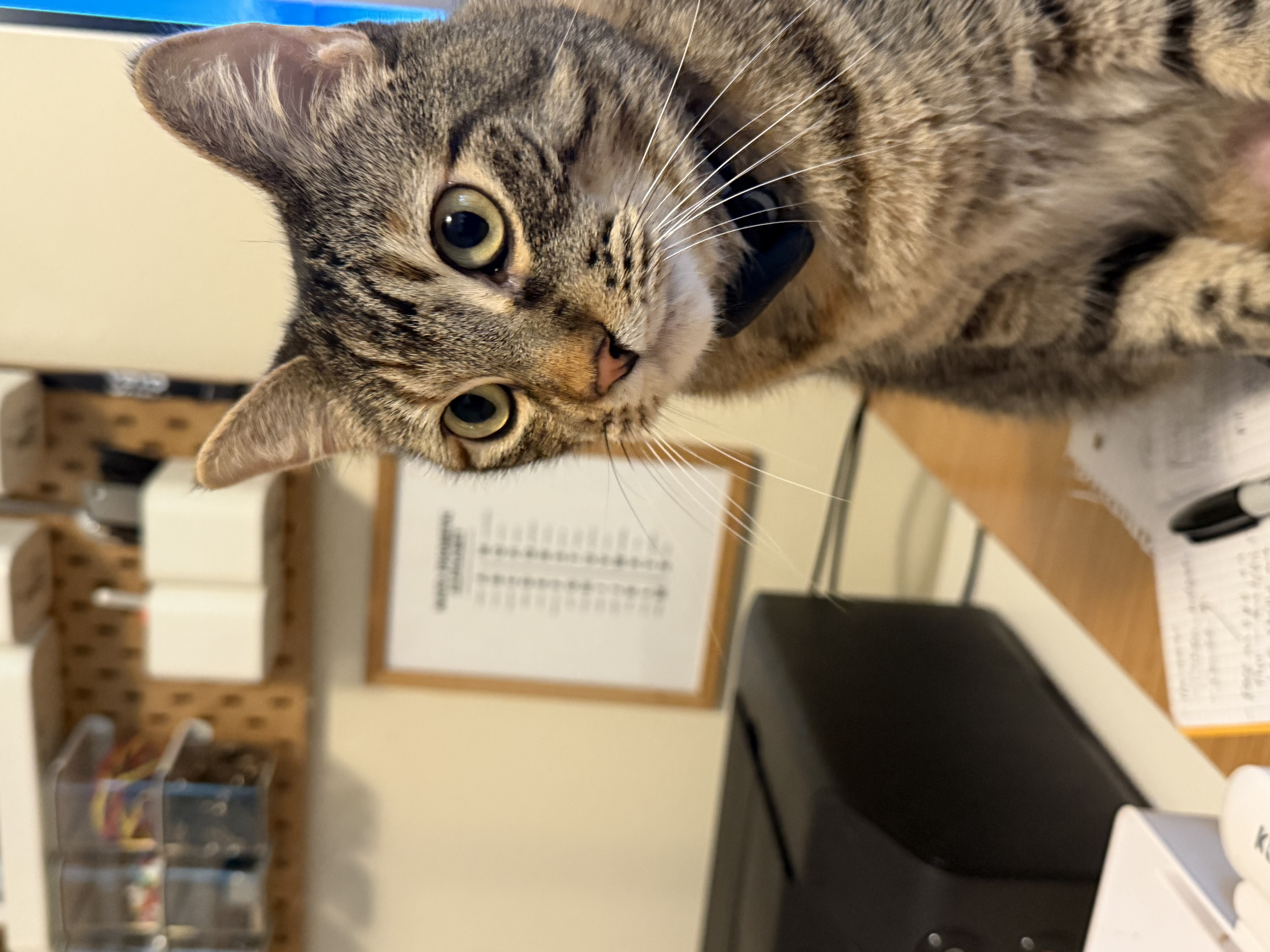 Close-up of Leia sprawled on her side, looking up at the camera with big green eyes