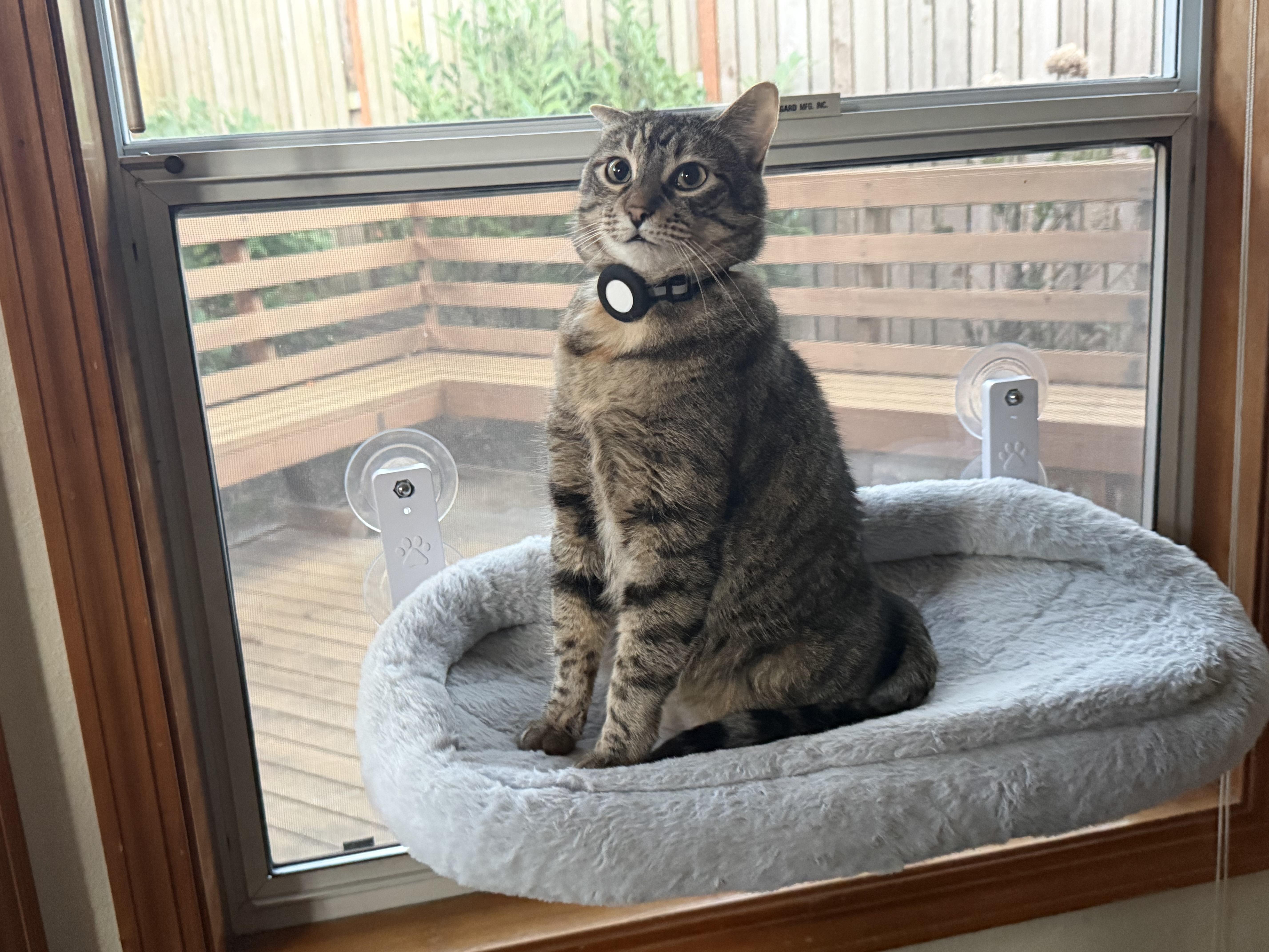 Leia perched in a fuzzy window bed, AirTag collar on, gazing out at the backyard
