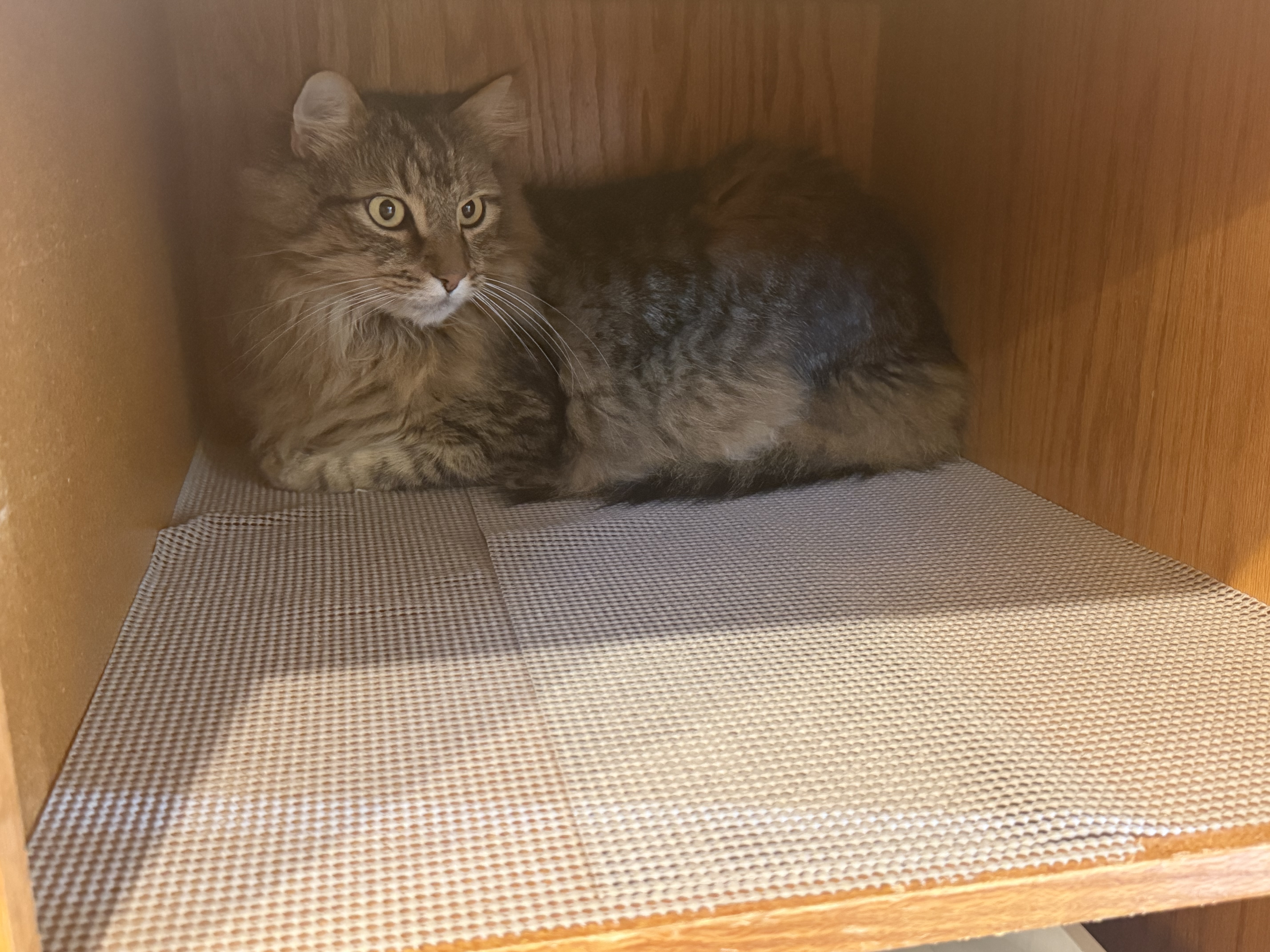 Luke, a fluffy brown tabby, curled up inside a wooden kitchen cupboard