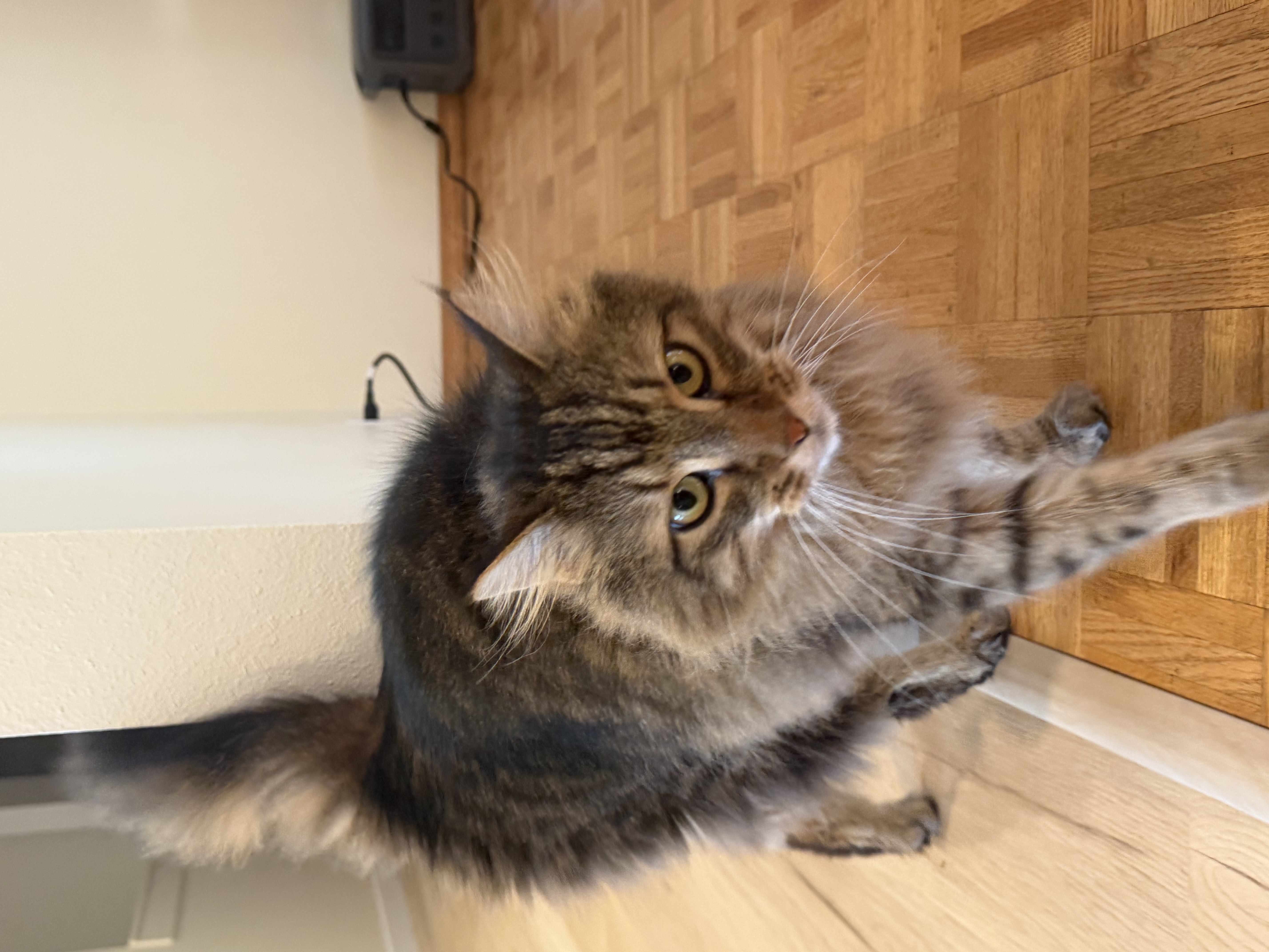 Luke mid-pounce, a big fluffy Maine Coon mix in motion against a wood-paneled wall